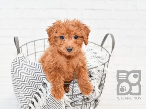 F2 MINI GOLDENDOODLE DOG Female Red 34357 Petland Novi, Michigan