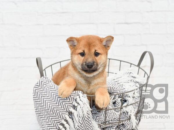 Shiba Inu DOG Female Red 34358 Petland Novi, Michigan