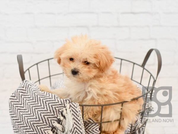 Maltipoo DOG Male RED 34359 Petland Novi, Michigan