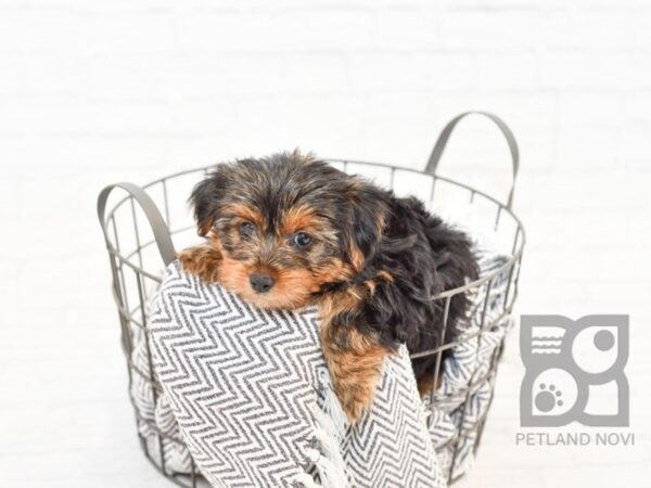 Yorkshire Terrier-DOG-Female-BLK TAN-34360-Petland Novi, Michigan