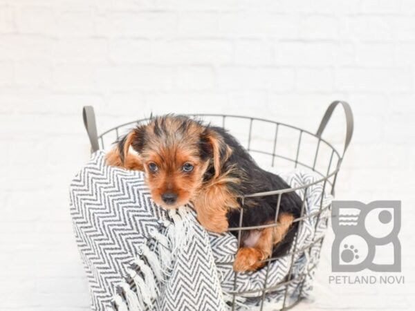 Yorkshire Terrier-DOG-Male-BLK TAN-34361-Petland Novi, Michigan