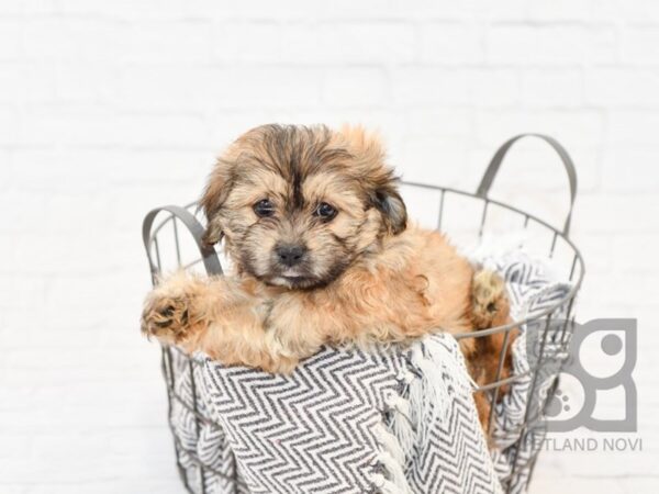Teddy Bear-DOG-Female-BRINDLE-34362-Petland Novi, Michigan