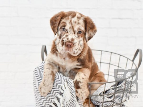 Mini Hippo DOG Female CHOC MERLE 34363 Petland Novi, Michigan