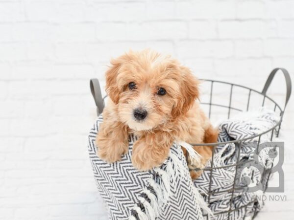 Maltipoo-DOG-Male-CREAM WHITE-34365-Petland Novi, Michigan