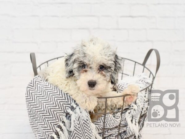 Miniature Poodle DOG Male BLUE MERLE 34366 Petland Novi, Michigan