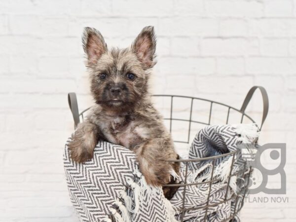 Cairn Terrier DOG Female Wheaten 34367 Petland Novi, Michigan