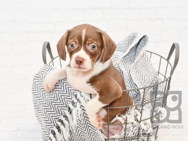 Boggle DOG Female Chocolate & White 34368 Petland Novi, Michigan