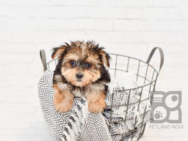 Silky-Malt DOG Female Black & Tan 34369 Petland Novi, Michigan