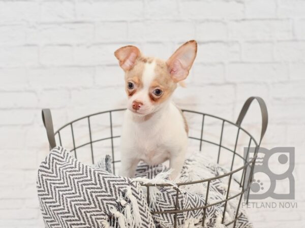 Chihuahua-DOG-Male-Chocolate & White Dapple-34370-Petland Novi, Michigan