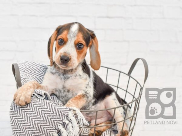 Beagle DOG Male Tri 34371 Petland Novi, Michigan