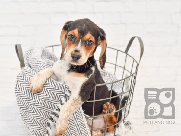 Beagle DOG Female Tri 34372 Petland Novi, Michigan