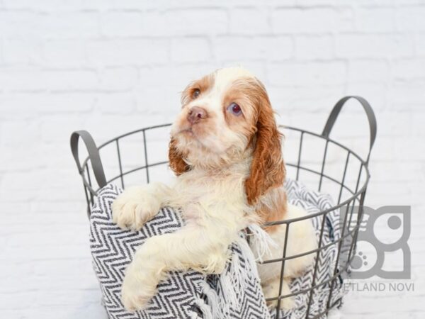 Cocker Spaniel DOG Male White / Buff 34373 Petland Novi, Michigan