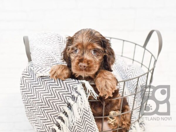 Cocker Spaniel DOG Female Chocolate Roan 34374 Petland Novi, Michigan