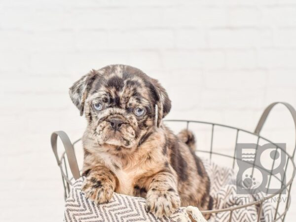 Pug DOG Male Blue Merle 34375 Petland Novi, Michigan