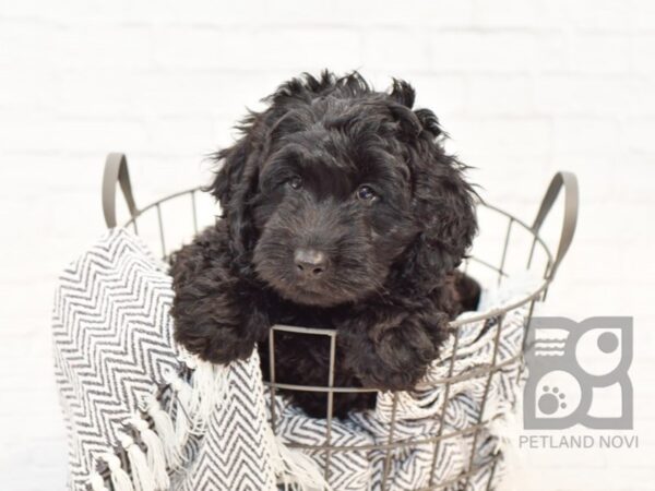 Mini Goldendoodle-DOG-Male-Black-34376-Petland Novi, Michigan