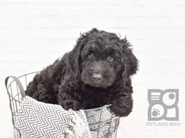 Mini Goldendoodle-DOG-Male-Black-34377-Petland Novi, Michigan