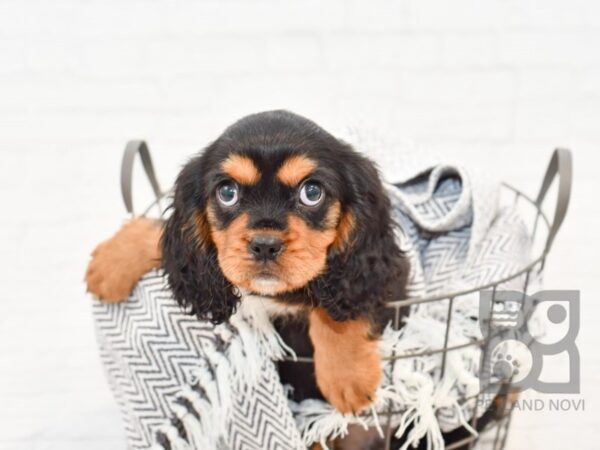 Cavalier King Charles Spaniel DOG Male Black & Tan 34378 Petland Novi, Michigan