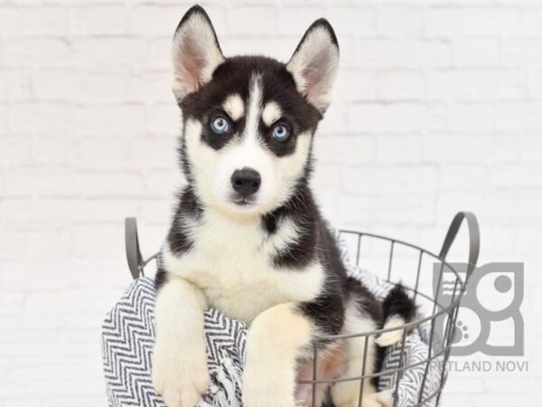 Siberian Husky-DOG-Male-Black & White-34379-Petland Novi, Michigan