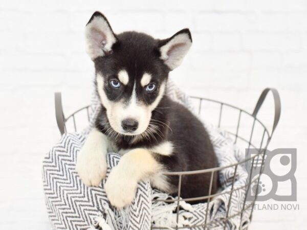 Siberian Husky-DOG-Female-Black & White-34380-Petland Novi, Michigan