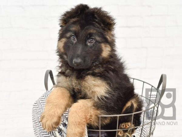 German Shepherd DOG Female Black & Tan 34381 Petland Novi, Michigan