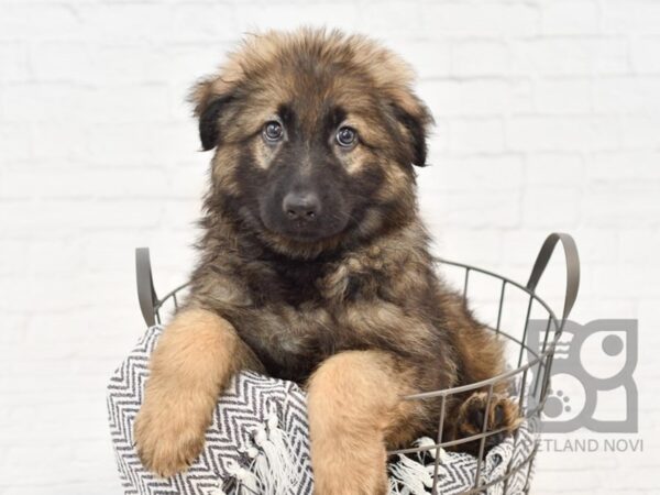 German Shepherd-DOG-Female-Sable-34382-Petland Novi, Michigan