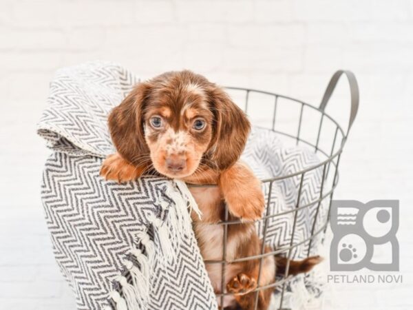 Dachshund DOG Male Chocolate Dapple 34383 Petland Novi, Michigan