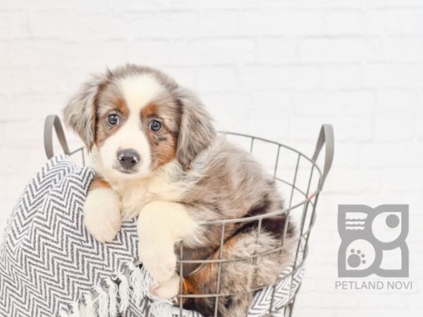 Mini Aussie DOG Female BLUE MERLE 34384 Petland Novi, Michigan