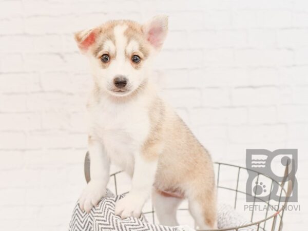 Huskimo-DOG-Female-SILVER WH-34385-Petland Novi, Michigan