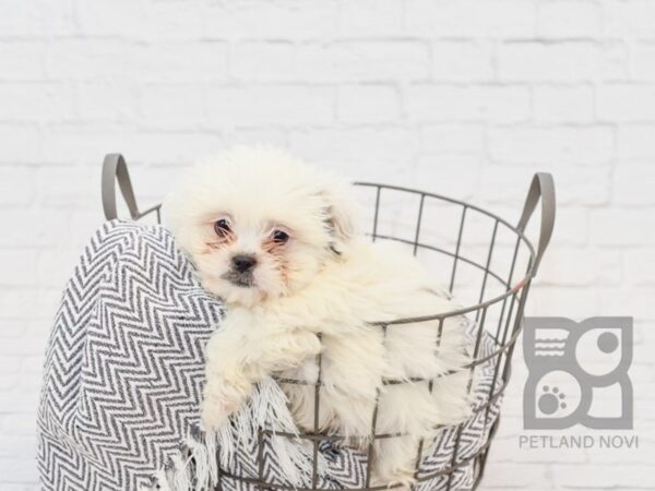 Teddy Bear-DOG-Male-BROWN WHITE-34387-Petland Novi, Michigan