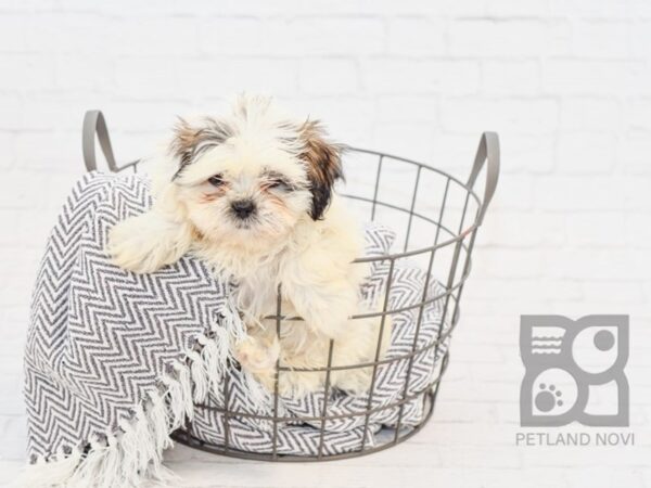 Shih Tzu DOG Male BROWN WHITE 34388 Petland Novi, Michigan