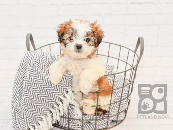 Shih Tzu-DOG-Female-BRN WH-34389-Petland Novi, Michigan