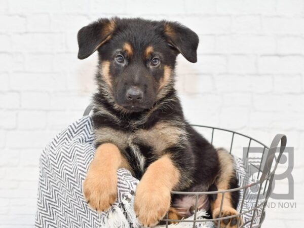 German Shepherd DOG Male Black & Tan 34390 Petland Novi, Michigan