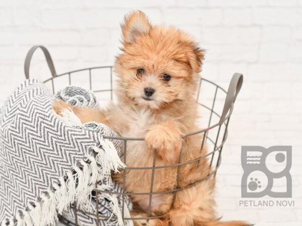 Pom Yorkie Poo-DOG-Female-Orange Sable-34391-Petland Novi, Michigan