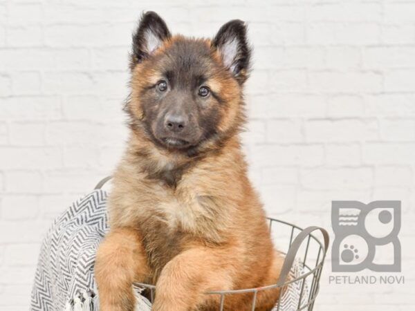 Belgian Tervuren DOG Male Red & Tan 34392 Petland Novi, Michigan