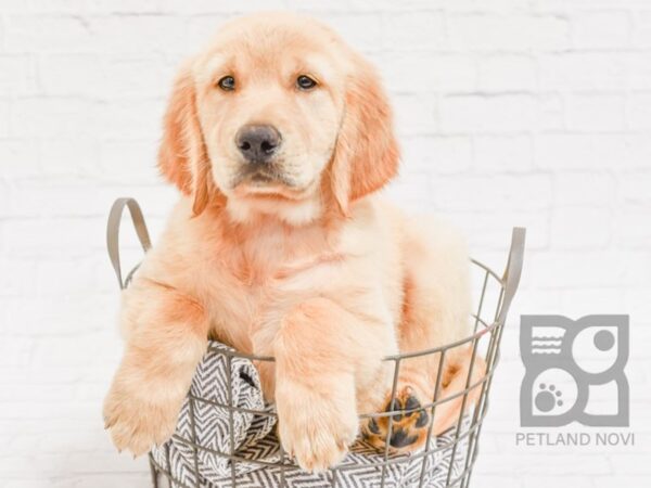 Golden Retriever DOG Male Golden 34393 Petland Novi, Michigan