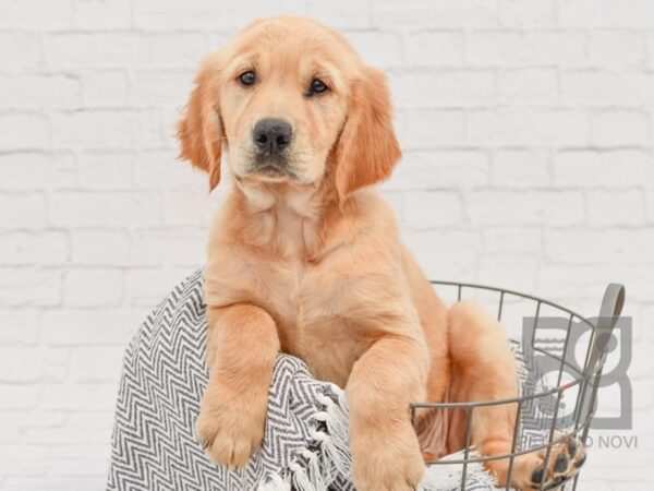 Golden Retriever DOG Female Golden 34394 Petland Novi, Michigan