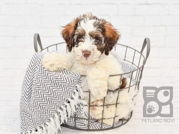 Schnoodle DOG Male Brown & White 34397 Petland Novi, Michigan