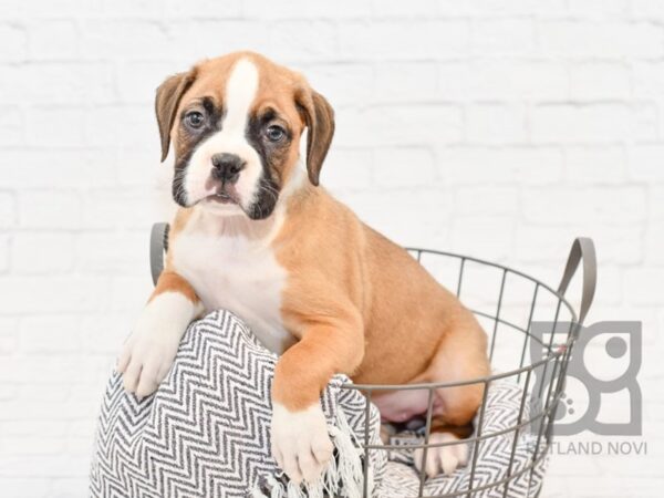 Boxer DOG Female Fawn & White 34399 Petland Novi, Michigan