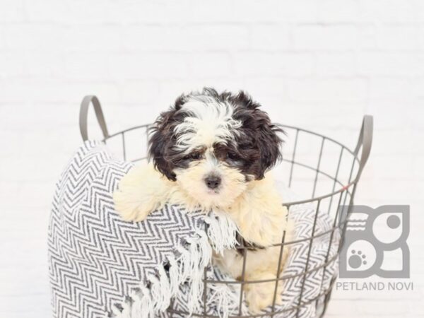 Shih Poo DOG Female Black & White 34400 Petland Novi, Michigan