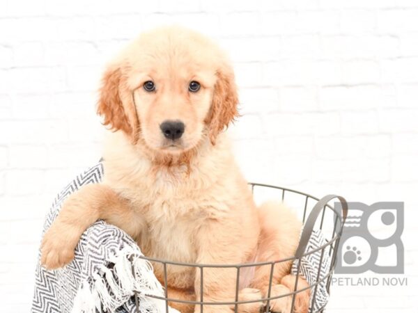 Golden Retriever-DOG-Female-Golden-34401-Petland Novi, Michigan