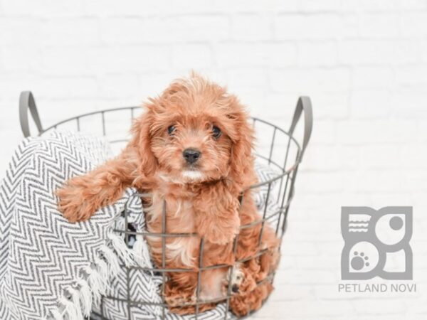 Cavapoo-DOG-Male-Ruby-34402-Petland Novi, Michigan