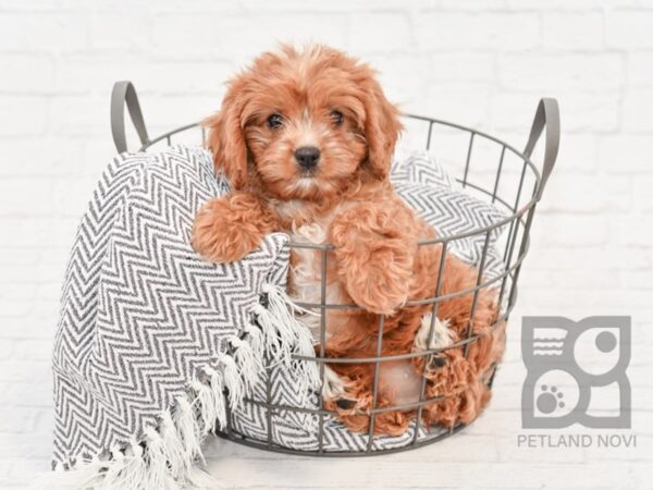 Cavapoo-DOG-Female-Ruby-34403-Petland Novi, Michigan