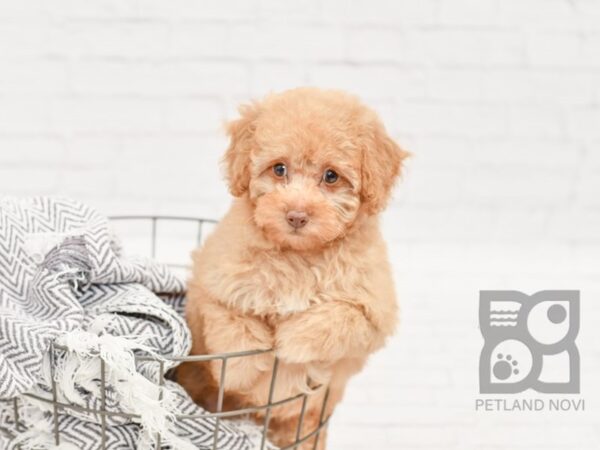 Poodle-DOG-Female-Apricot-34405-Petland Novi, Michigan