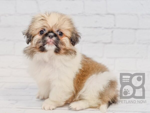 Pekingese DOG Female White & Sable 34406 Petland Novi, Michigan