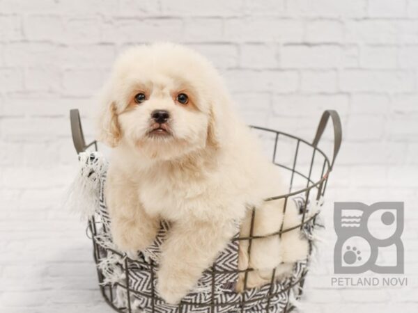 Pekapoo-DOG-Male-Cream-34407-Petland Novi, Michigan