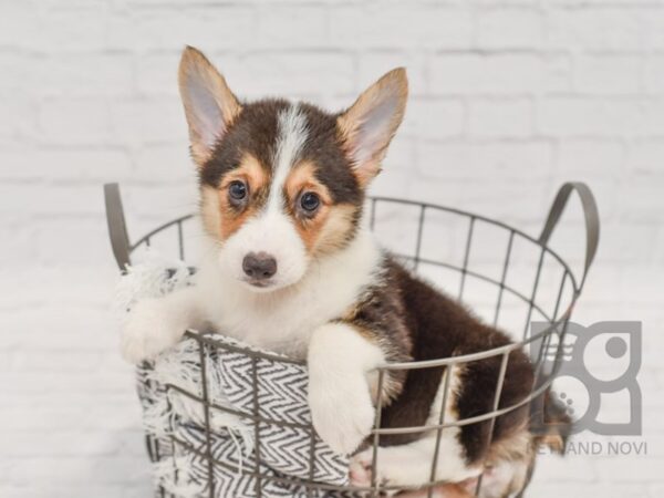 Pembroke Welsh Corgi DOG Female Black Tan / White 34408 Petland Novi, Michigan