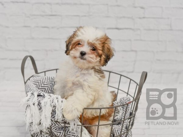 Lhasa Poo DOG Male White & Brown 34411 Petland Novi, Michigan