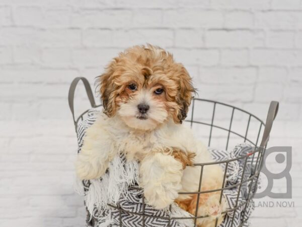 Lhasa Poo-DOG-Female-White & Brown-34412-Petland Novi, Michigan