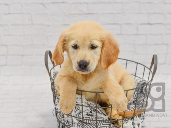 Golden Retriever-DOG-Male-Golden-34413-Petland Novi, Michigan