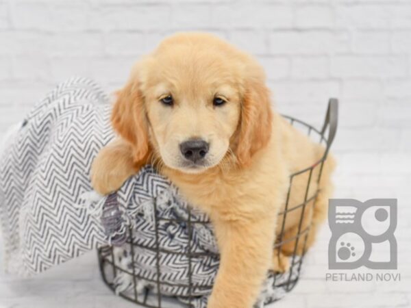 Golden Retriever-DOG-Female-Golden-34414-Petland Novi, Michigan